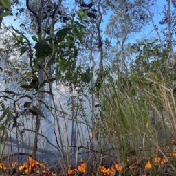 Close up image of a slow burn fire in leaf litter and surrounding shrubs.