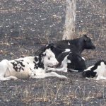 Cows laying down on the ash ground after a bushfire