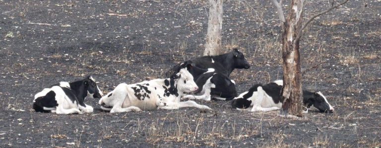 When Fire Strikes Close to Home: Landcare in Action