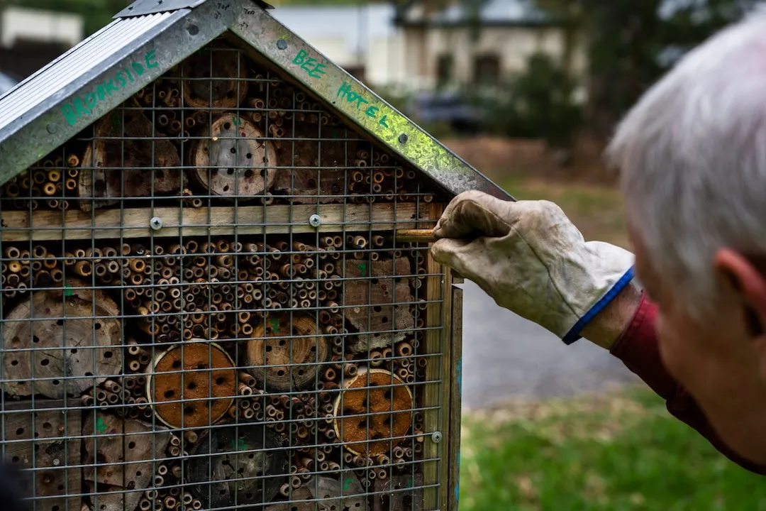Volunteers looking after handmade bee hotels, adding new apertures for eggs