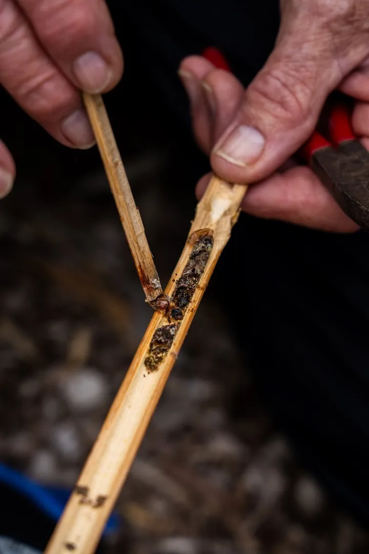 Close up of bamboo bee hotel