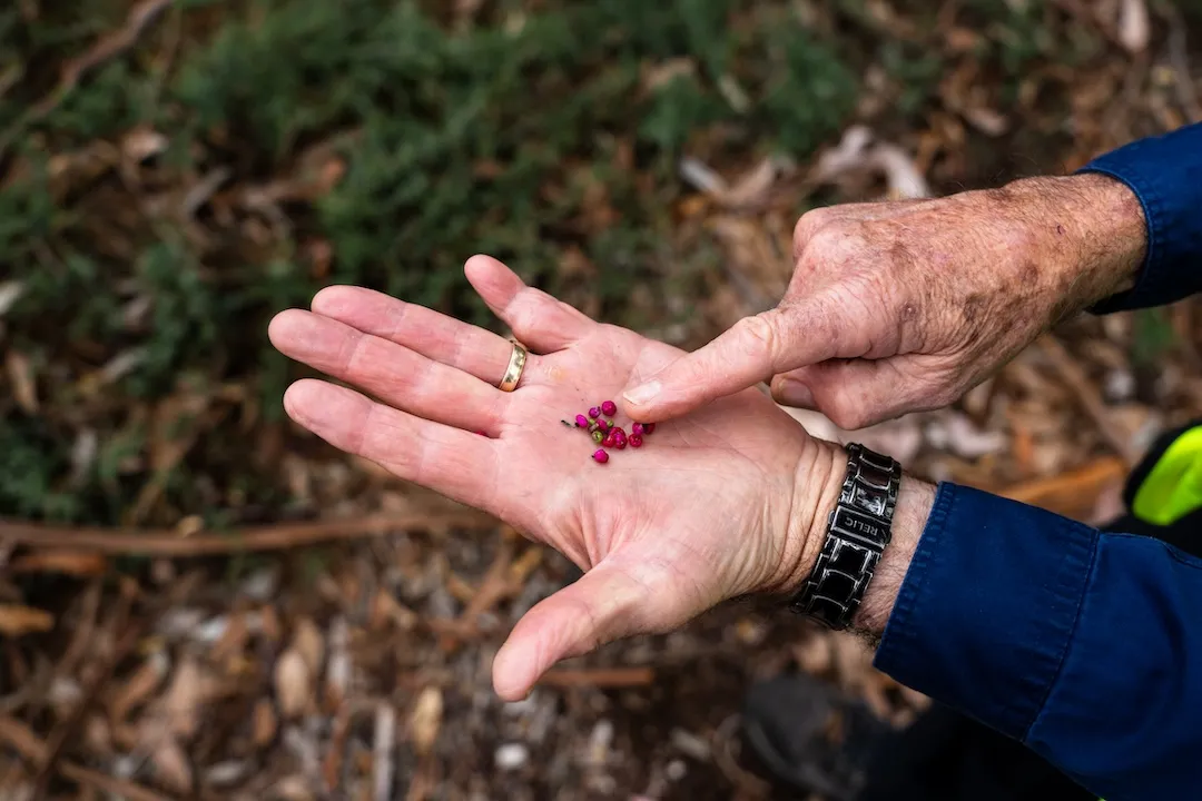 Ruby Salt Bush (Enchylaena tomentosa) – A bush tucker plant rich in vitamin C