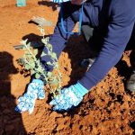 close up of member planting a singular tree